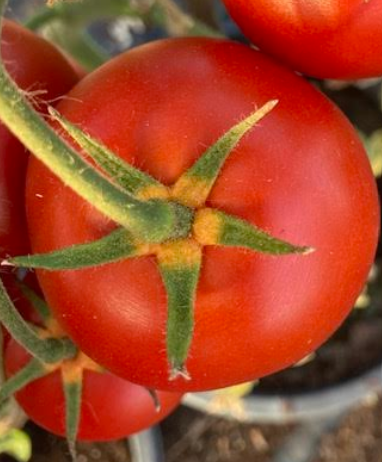 The Yellow Calyx Problem: What Two Years of Grower Trials Revealed
