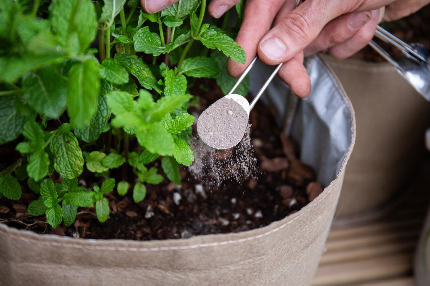 Introduction to Top Dressing in Living Soil