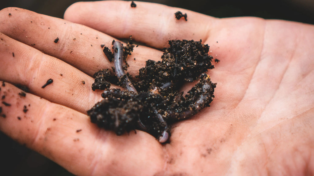 Depressed? Go play in the dirt.