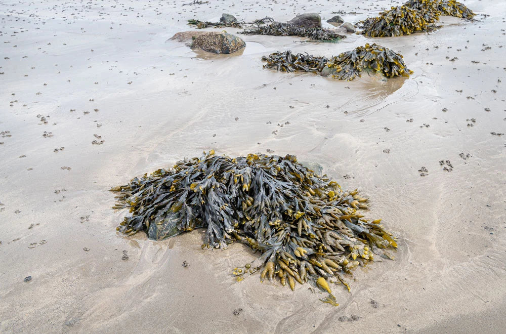 Seaweed Extract: An Age-Old Solution to a Modern Growing Problem