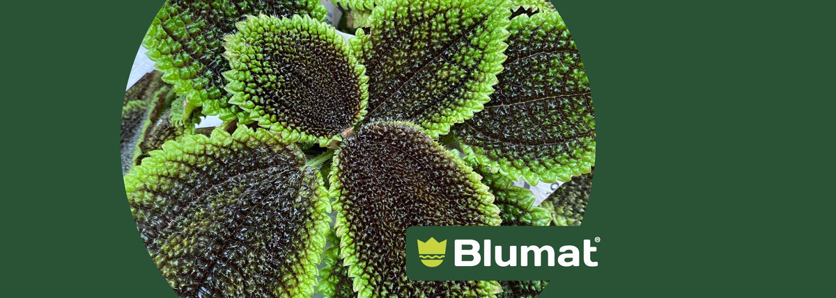Blumat