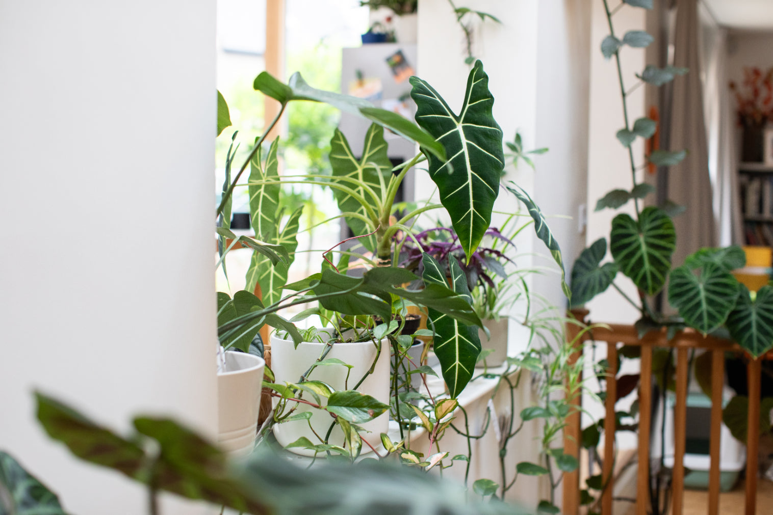 Houseplant